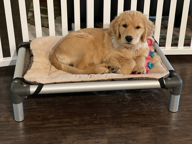 Puppy on a Kuranda Bed