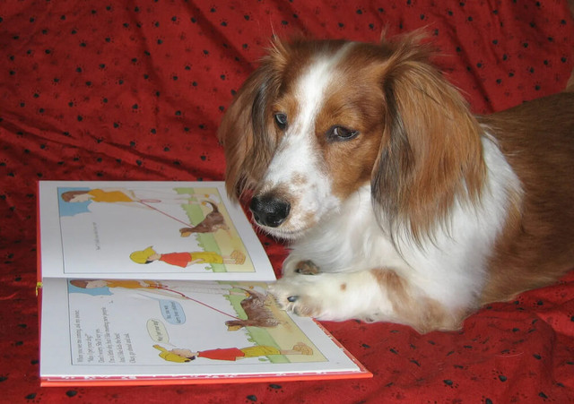 A Dog looking at a book