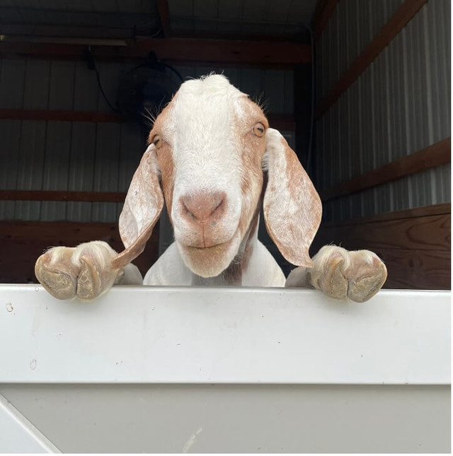 FarmHouse Fresh Goat