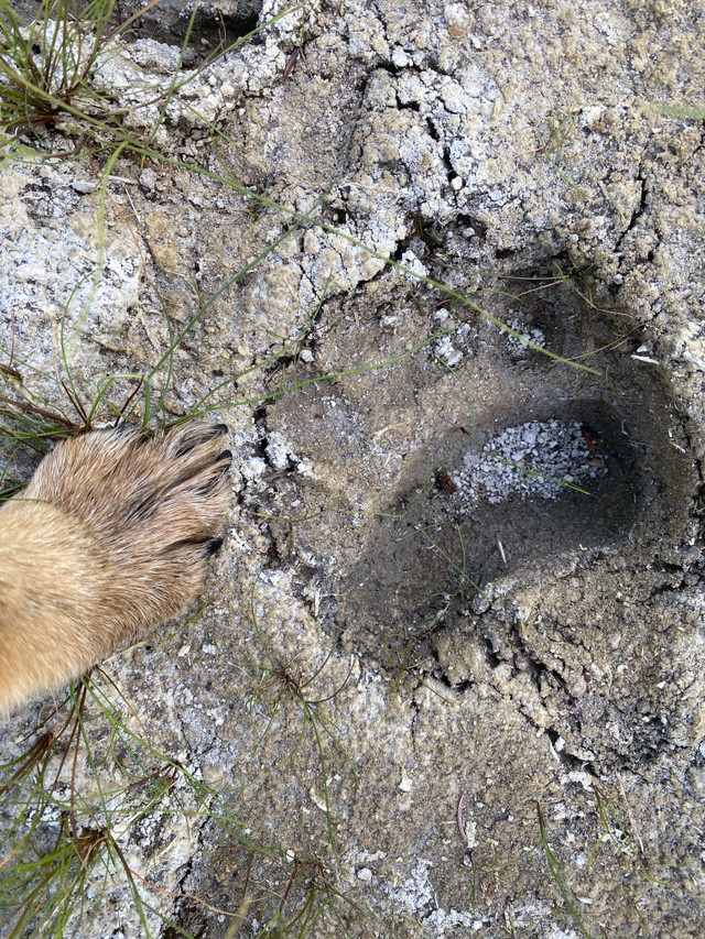 Bear Tracks!