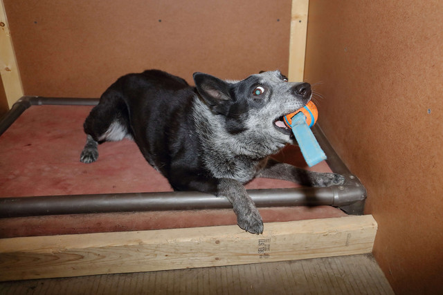 Dog with chew toy