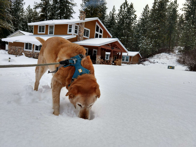 Scenting at home in snow