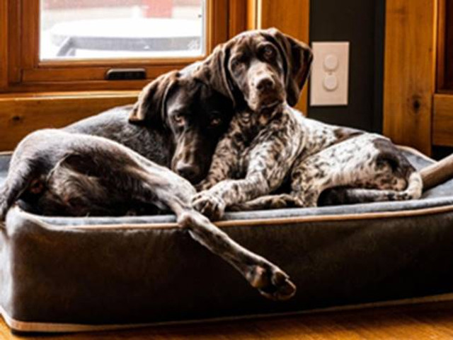 Dogs on a Kuranda Slipcover