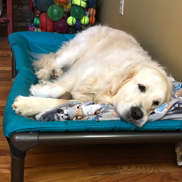 Kuranda® Elevated, Indestructible & Large Dog Beds