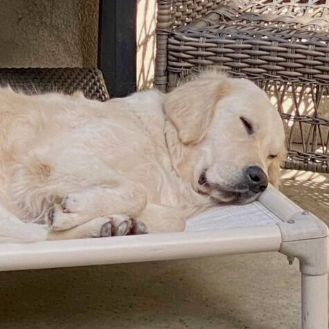 Kuranda Dog Beds® Elevated, Chew Proof, Easy to Clean