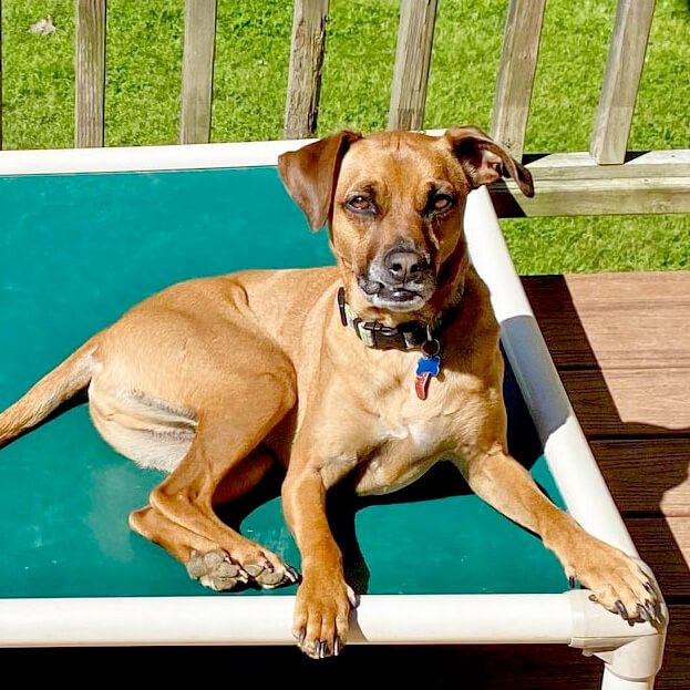 Kuranda Dog Beds® Elevated, Chew Proof, Indestructible & Large Dog Beds