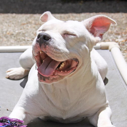 Kuranda Dog Beds® Elevated, Chew Proof, Easy to Clean