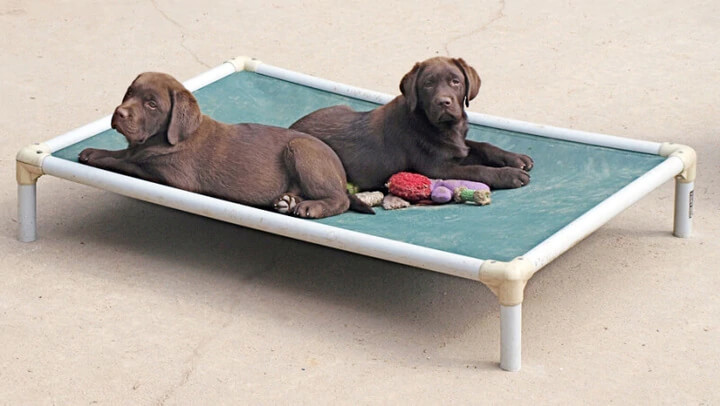 kuranda elevated dog bed