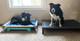 Luna and Grant on Kuranda Beds