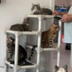 4 cats, Raymond, Burberry, Hades and Ma’ni, on their Kuranda Cat Tower