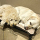 Previous Dog of the Month Winner Photo