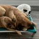Previous Dog of the Month Winner Photo