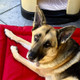 Previous Dog of the Month Winner Photo