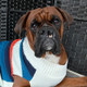 Previous Dog of the Month Winner Photo, a boxer in a sweater on a Kurada Bed