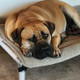 A dog sitting on a Kuranda Bed