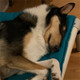 Previous Dog of the Month Winner Photo