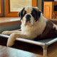 A dog sitting on a Kuranda Bed