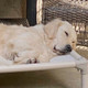 Previous Dog of the Month Winner Photo, a yellow lab asleep on a Kuranda Bed