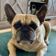 A french bulldog relaxes on a Kuranda Dog Bed with bright blue mesh fabric