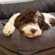 A dog sitting on a Kuranda Bed