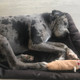 Previous Dog of the Month Winner Photo