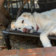 Previous Dog of the Month Winner Photo, a yellow lab laying on a Kuranda Bed and looking at the camera