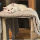 Two cats resting on a Kuranda Cat Tower