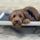 A dog sitting on a Kuranda Bed