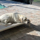 Previous Dog of the Month Winner Photo, a yellow lab resting on a Kuranda Bed on a brick patio