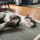 A dog snoozing on a Kuranda Bed
