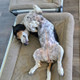 A dog snoozing on a Kuranda Bed