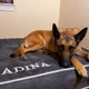 A dog sitting on a Kuranda Bed
