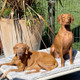 Dog dogs resting on a Kuranda bed outdoors looking at the camera