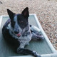 A dog snoozing on a Kuranda Bed