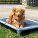 A dog sitting on a Kuranda Bed