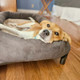 A dog sitting on a Kuranda Bed