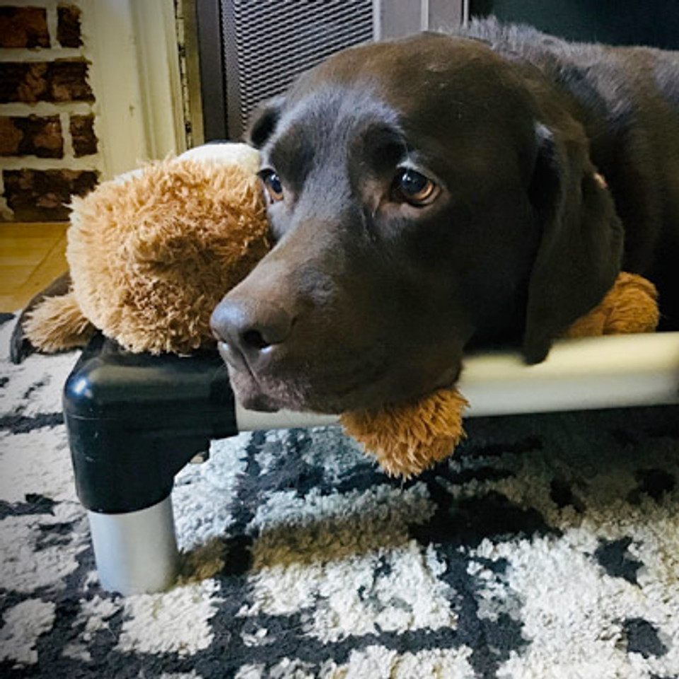 Kuranda® Elevated, Indestructible & Large Dog Beds