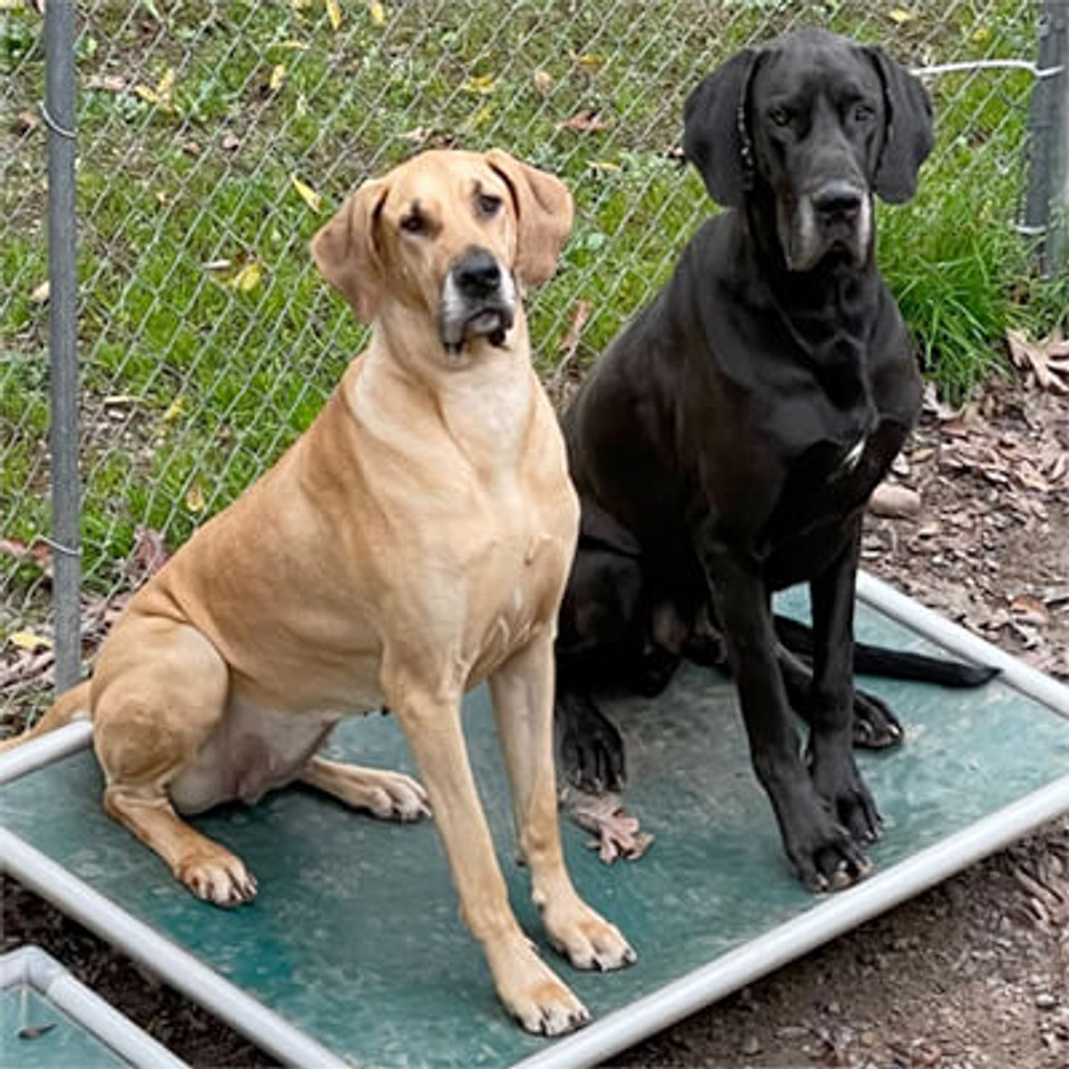 Kuranda® Elevated, Indestructible & Large Dog Beds