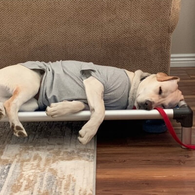 Kuranda® Elevated, Indestructible & Large Dog Beds