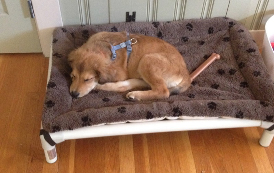 Blog - Kuranda Dog and Cat Beds | Kuranda Dog Beds®