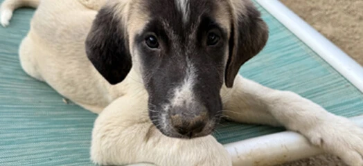 Current Dog of the Month Winner Photo