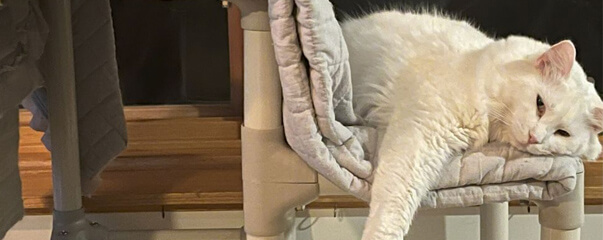 Current Dog of the Month Winner Photo