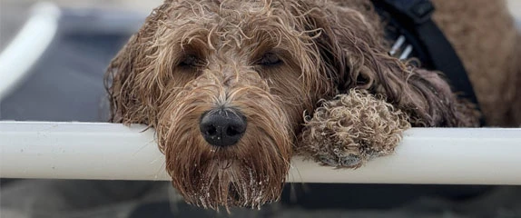 Current Dog of the Month Winner Photo