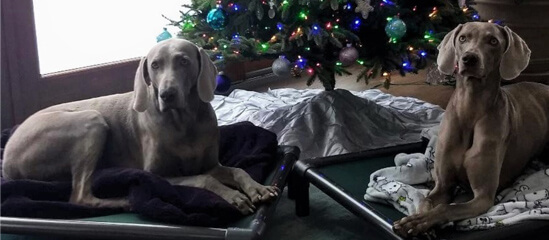 Current Dog of the Month Winner Photo