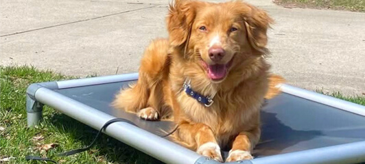 Current Dog of the Month Winner Photo