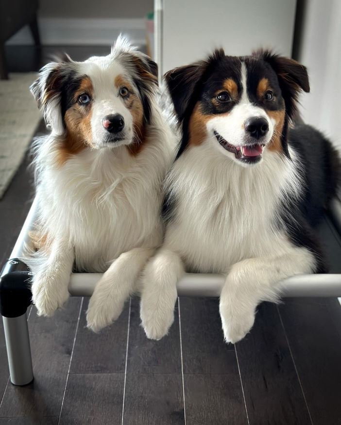 Australian Shepherd Dog Beds