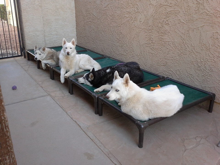 Best dog hot sale bed for husky