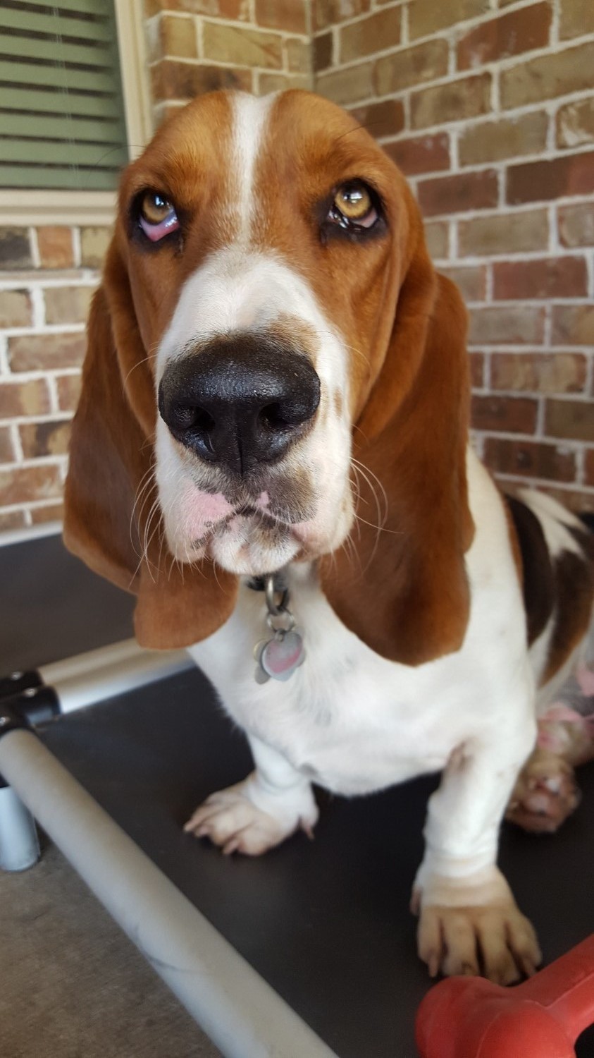 Basset Hound Dog Beds Kuranda Dog Beds®