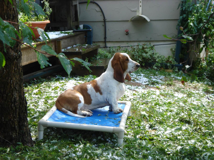 Basset Hound Dog Beds Kuranda Dog Beds®
