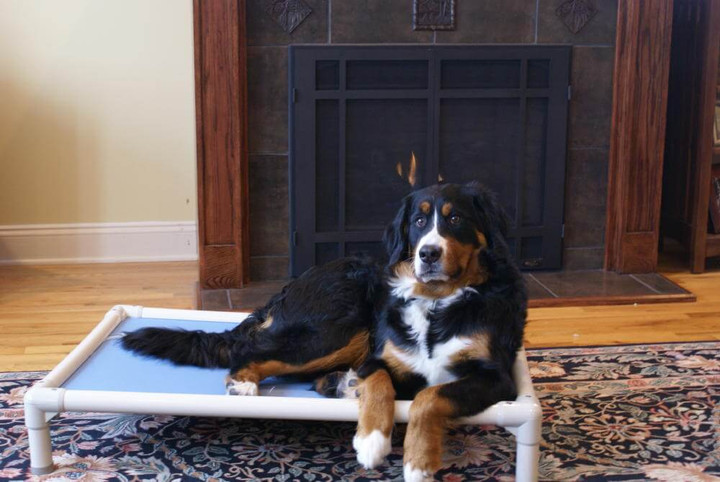 Best dog beds for bernese sales mountain dogs